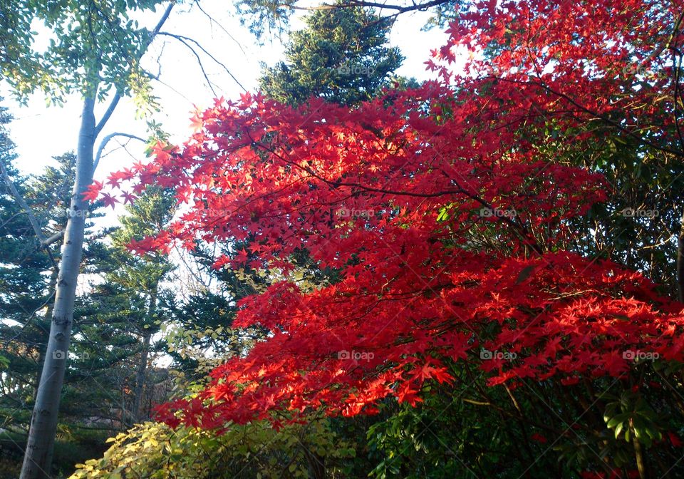 Red leafs in the fall season. Red leafs in the fall season