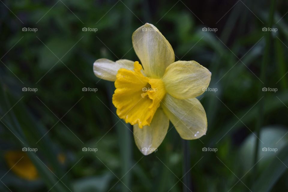 yellow flower