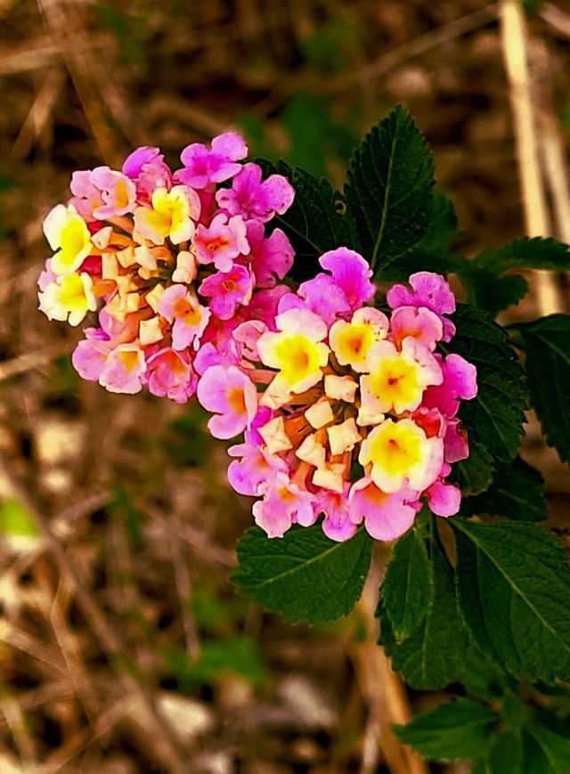 Spring in bloom