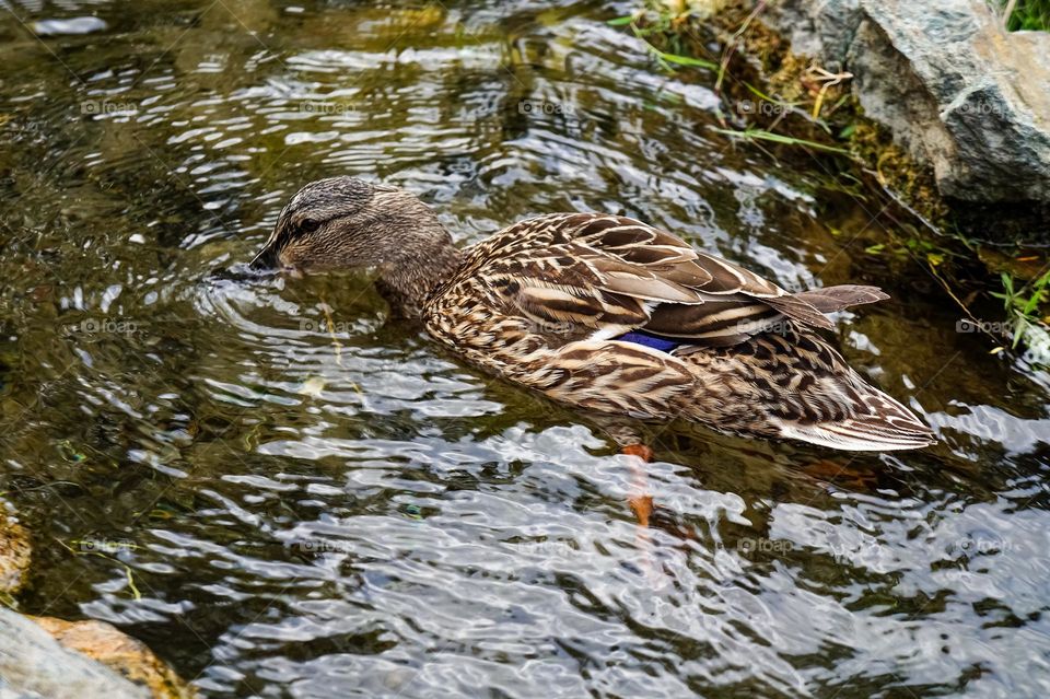 Wild duck feeding with aquatic vegetation 