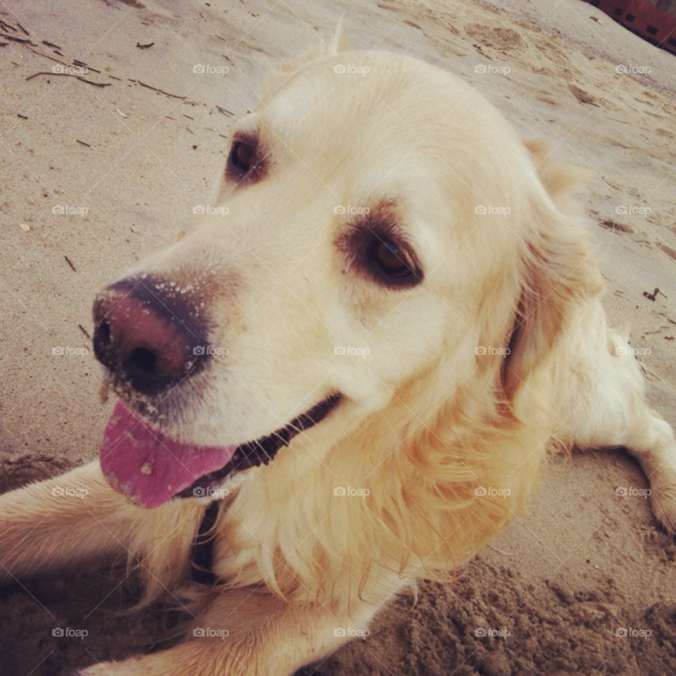 beach pretty summer dog by Zita