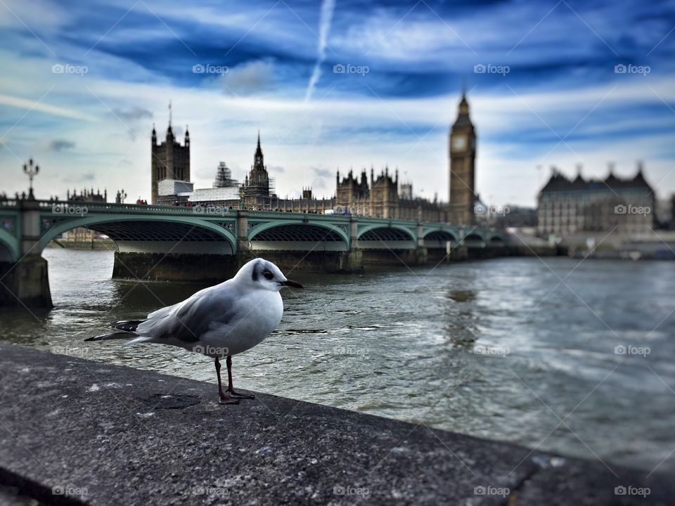 London 
Big Ben
Bird
