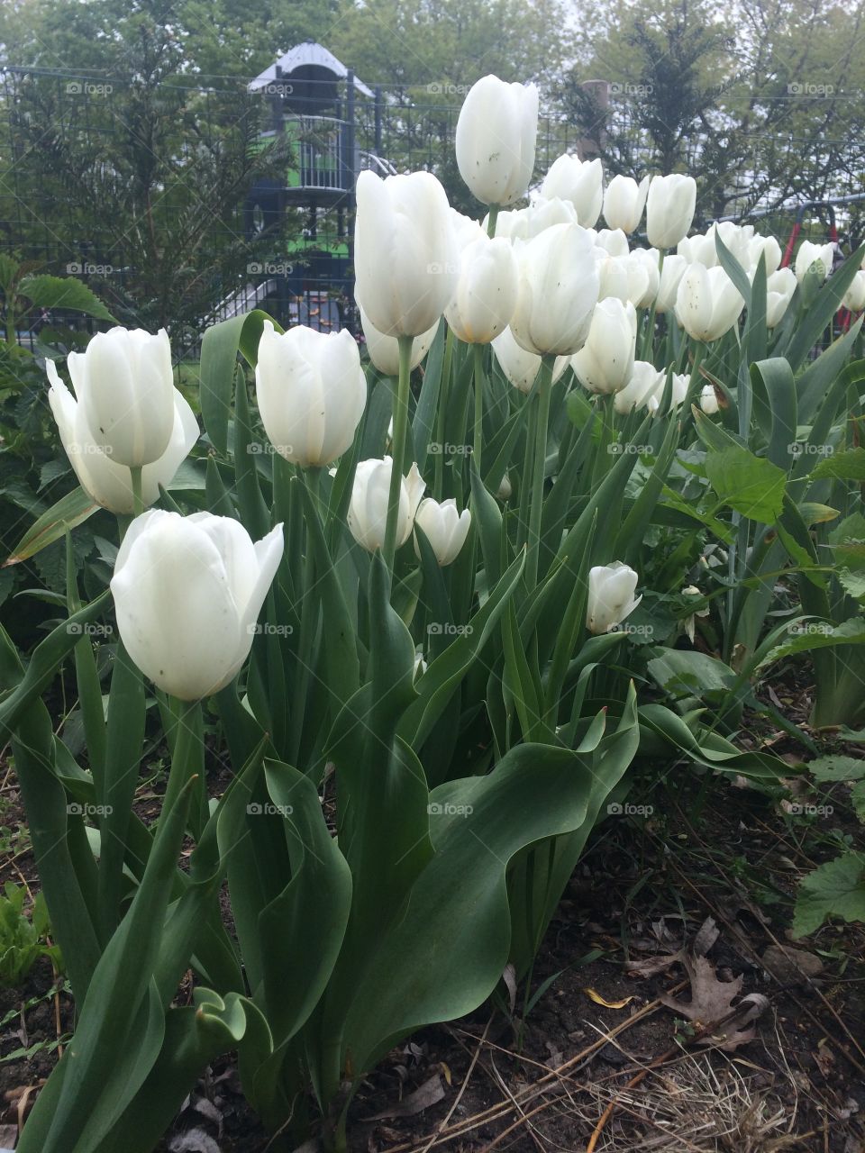White tulips in spring 