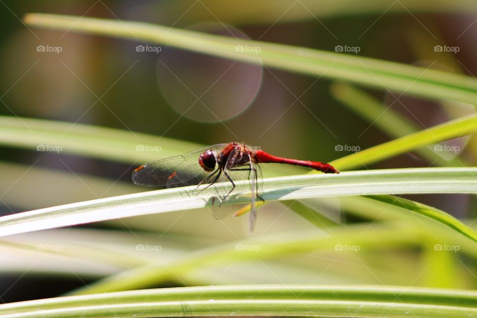 Red dragonfly