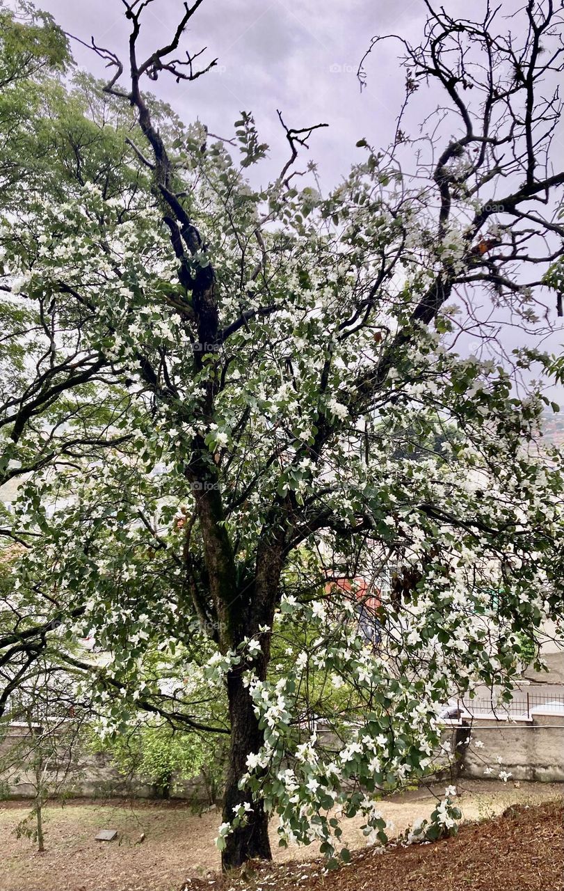 The beauty of flowers has no bad weather!  The white flora of these trees shows us how inspiring nature is… / A beleza das flores não tem tempo ruim! A flora alva dessas árvores nos mostra o quão inspiradora é a natureza…