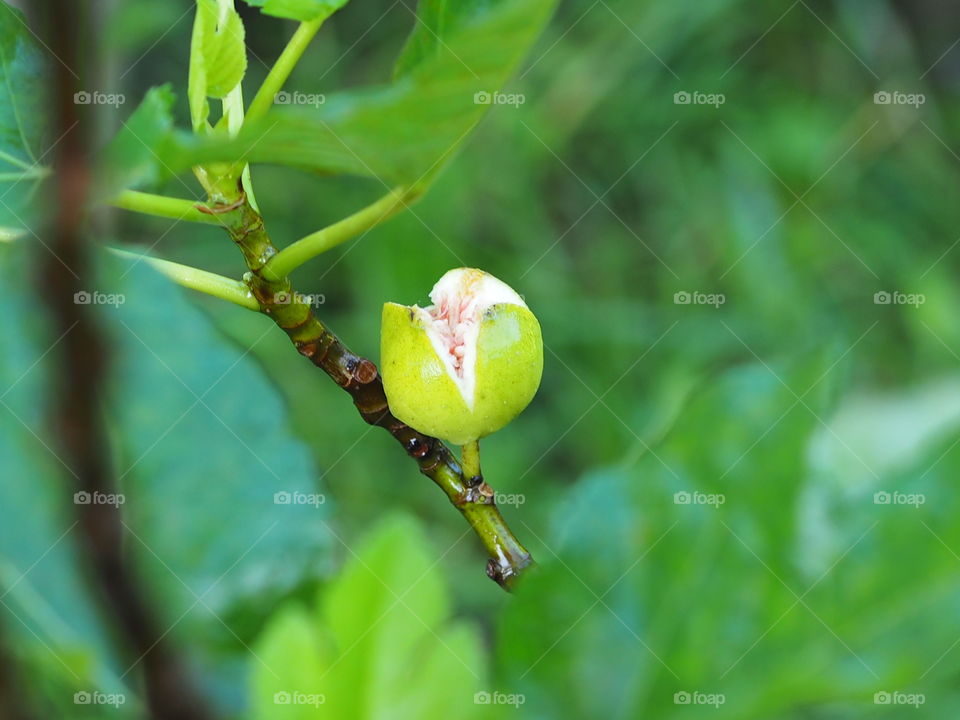 Figs in the rain