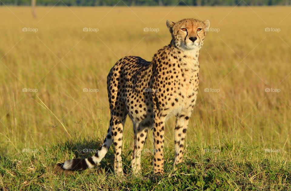 Cheetah in Kenya