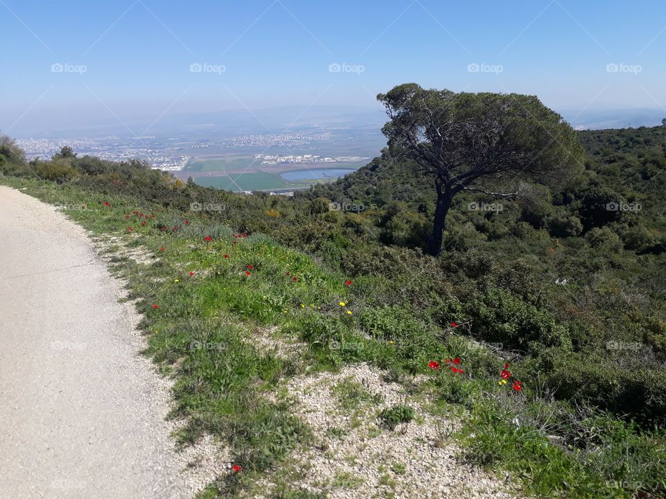 View with green trees and red flowers