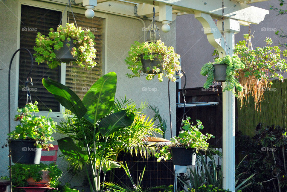 hanging succulents and house plants