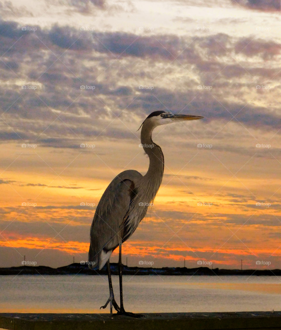 A Blue Heron strikes a pose in the sunset!