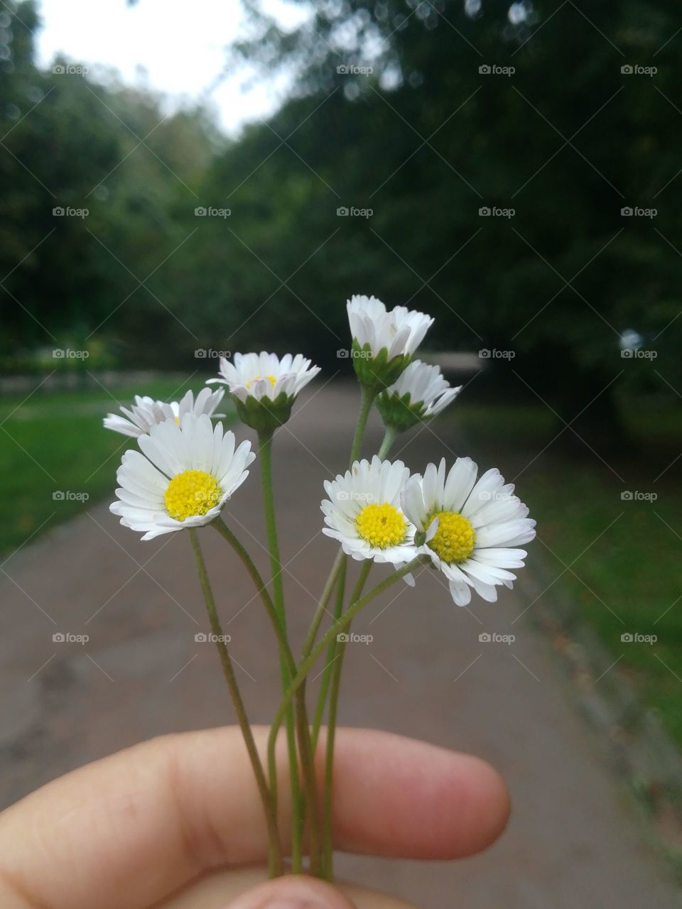 Magic Flowers in Park