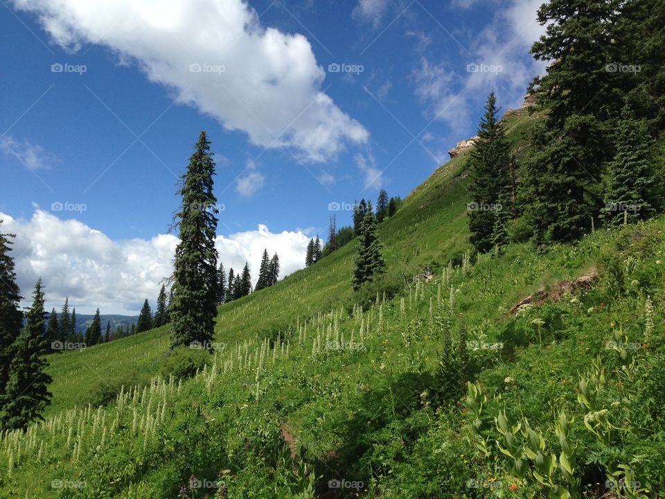 Mountain forest 