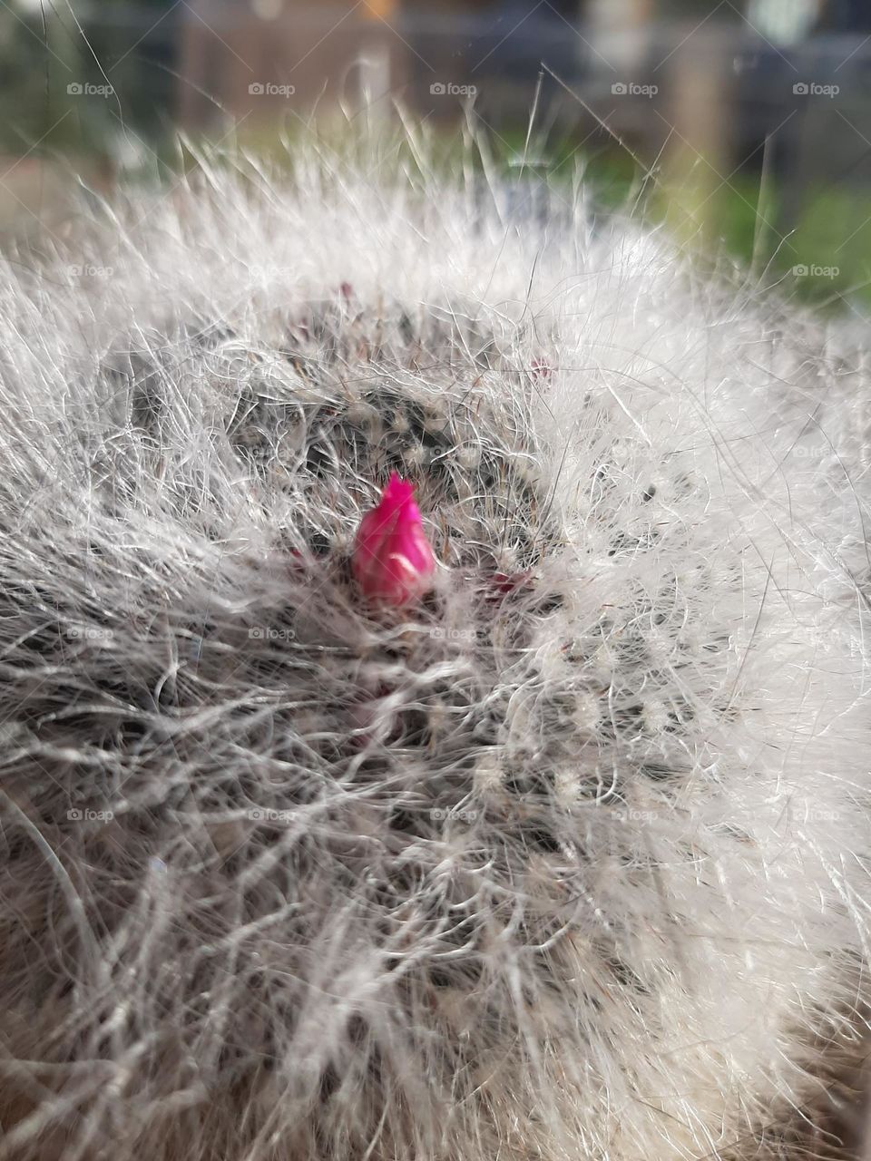 Cactus will bloom