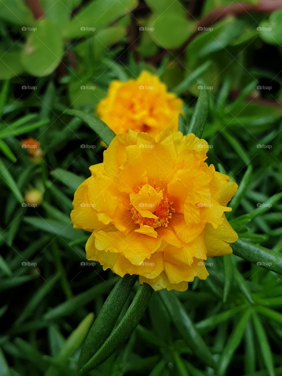 the portulaca grandiflora