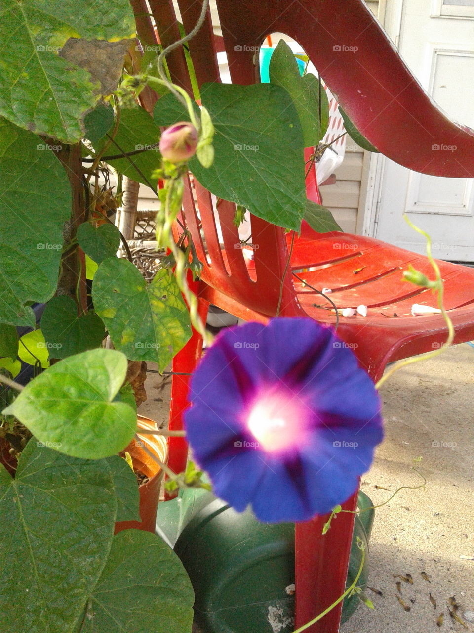 morning glory and red chair