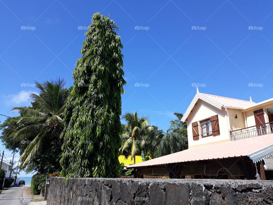Amazing Real Tree with Branches going down instead of going up and is growing infront of the Villa. Blue Sky, Coconut Trees at the back.