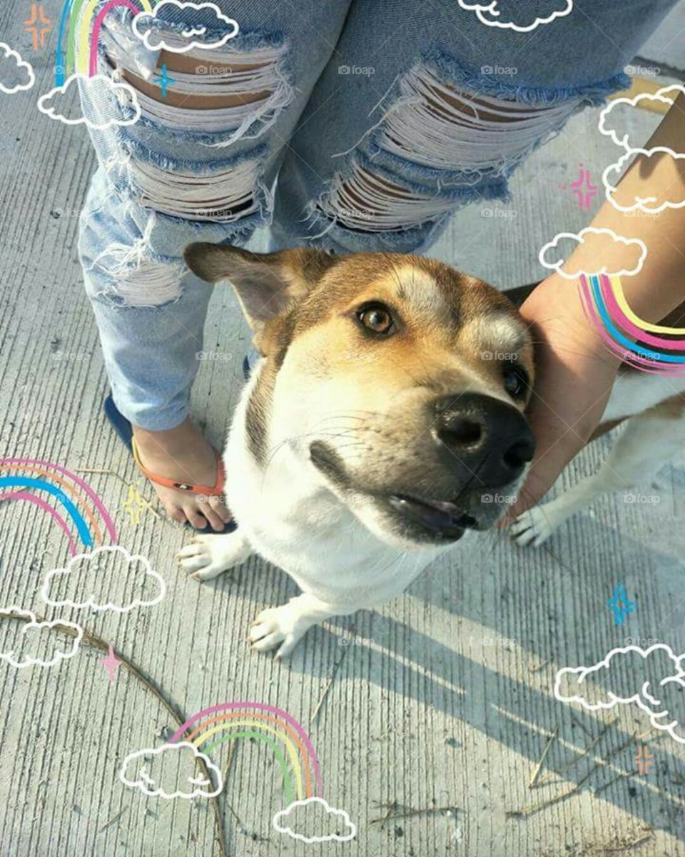 This dog also made my day