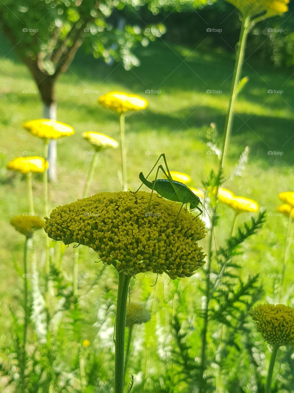 Animal on the field full of flowers