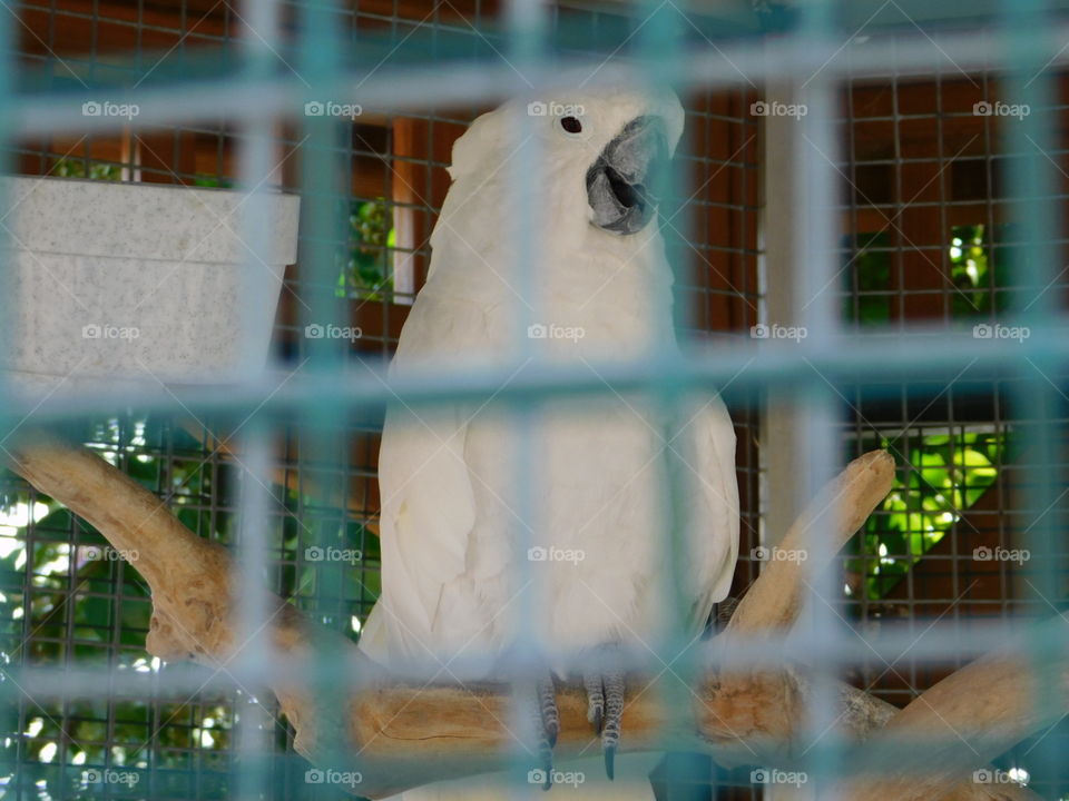 white bird at zoo