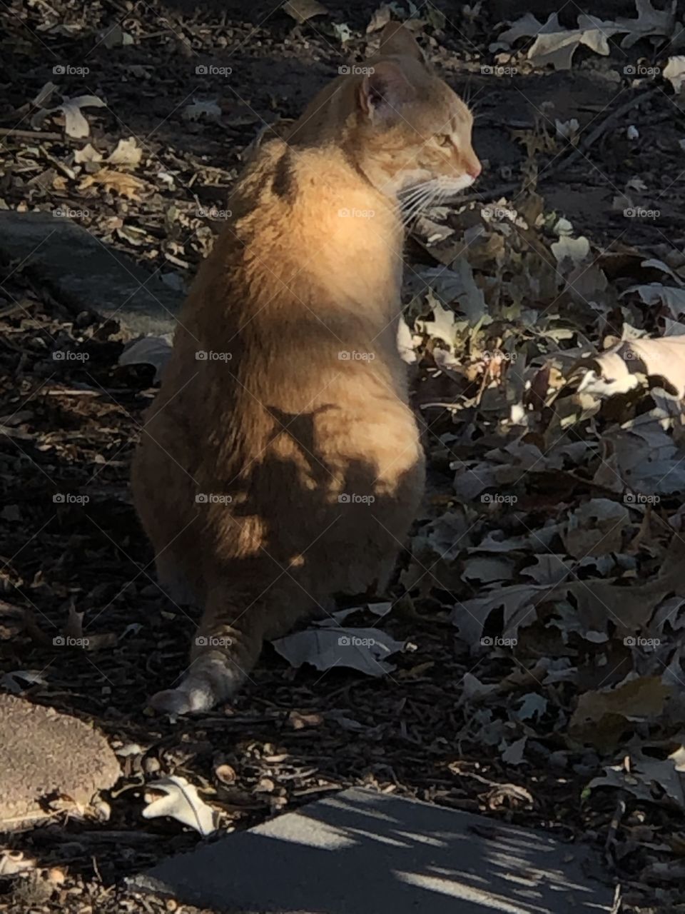 Cat in shadows