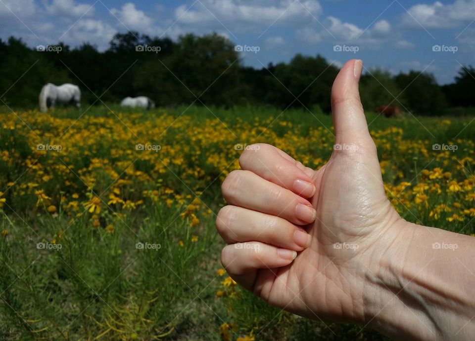 Wildflowers and Horses