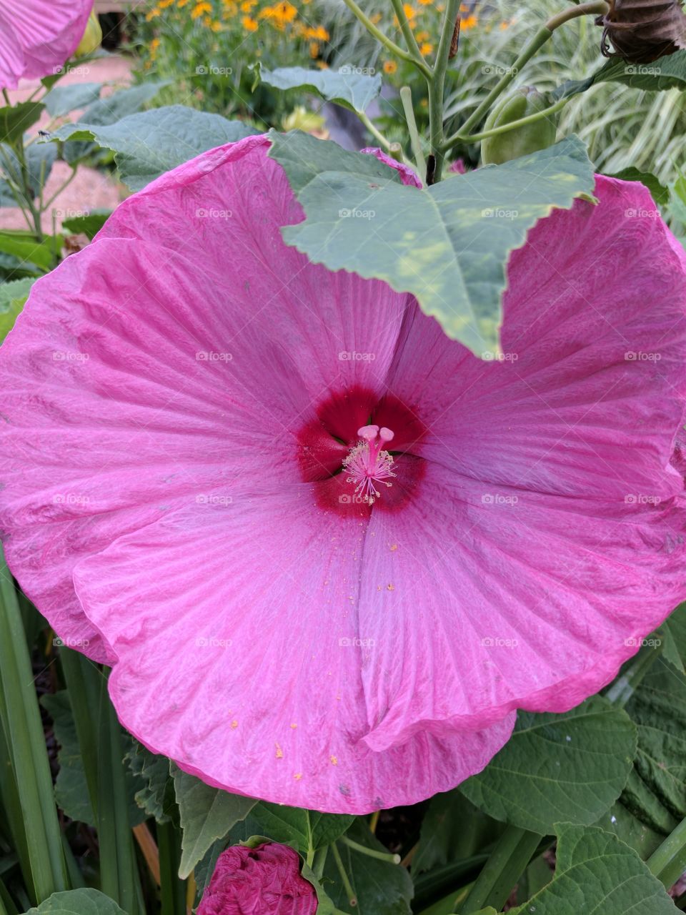 huge beautiful hibiscus