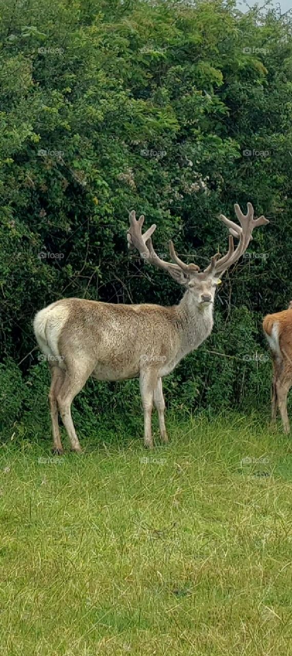White red deer stag