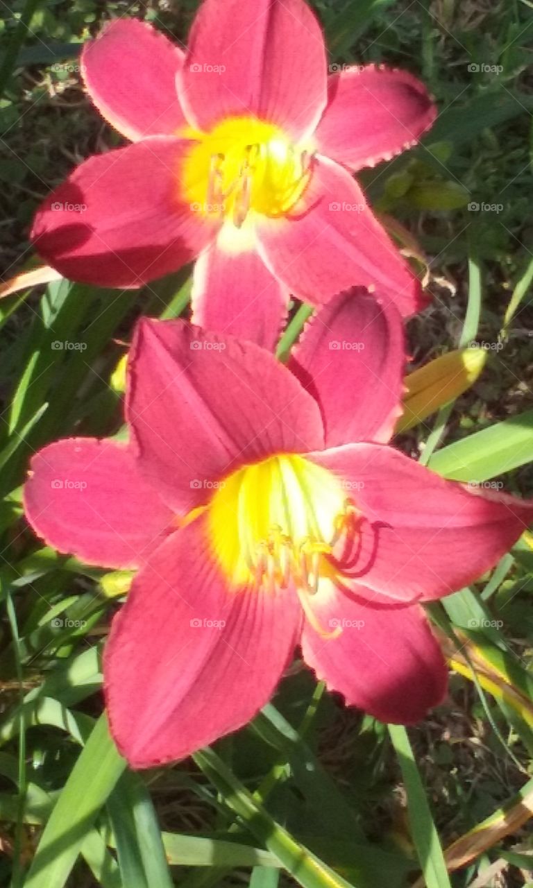 Lillies on the block. In my neighorhood