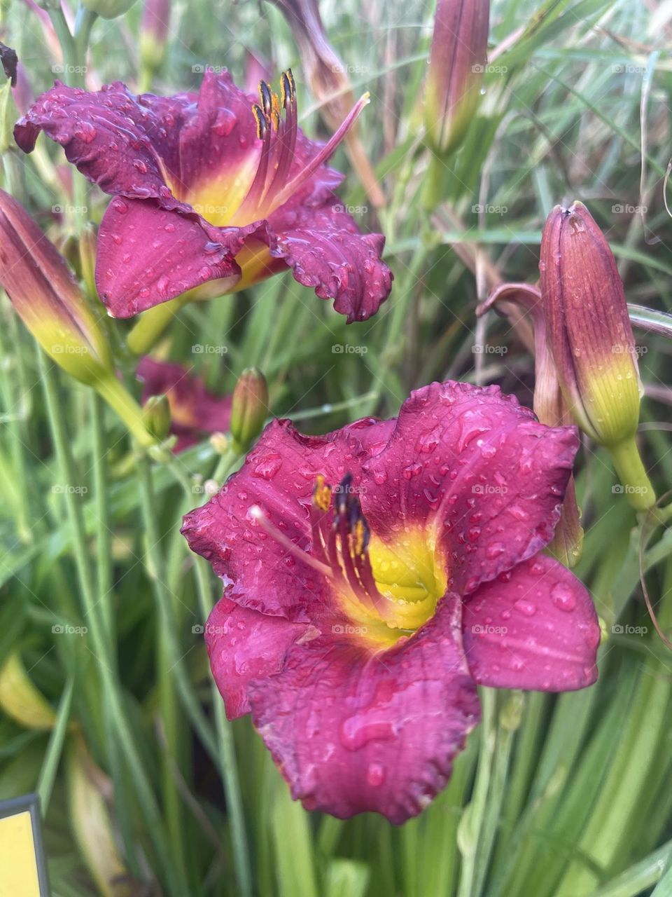 I always think it is amazing how beautiful flowers can be, and especially because of all the colors they can be! I love the transition from yellow in the middle  to a magenta color on the outer edges.