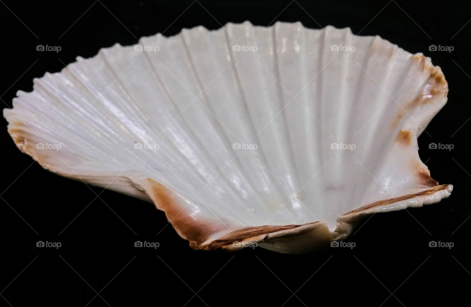 close up of seashell