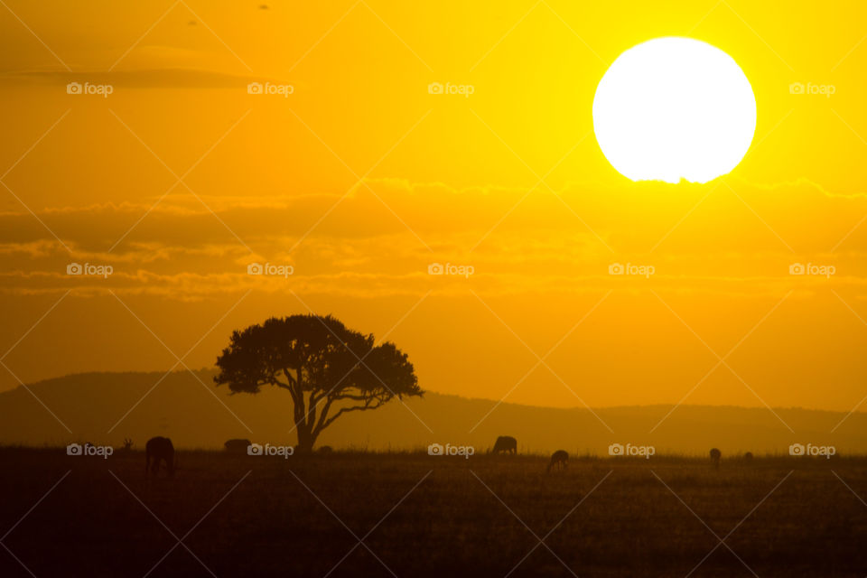 Sunrise on African Savannah