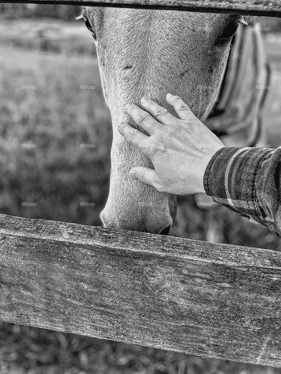 Woman’s hand gently touching horse, black and white image of hand on a horse’s face, moments of peace, moments of happiness, power of touch, power of feeling, early morning routines with horses 