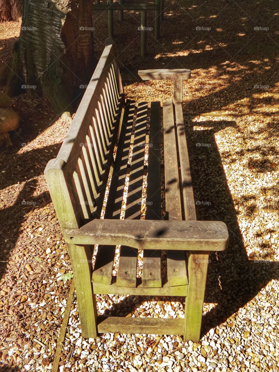 Bench. Forest