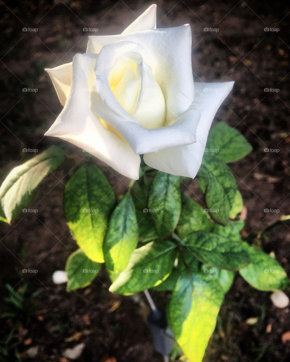 ‪Flores maravilhosas e perfumadas para embelezar o domingo: fotografia e jardinagem são os grandes hobbies (baratos e relaxantes) que temos à disposição!‬
‪Aqui, nossa roseira branca com as pétalas raiadas pelo sol.‬