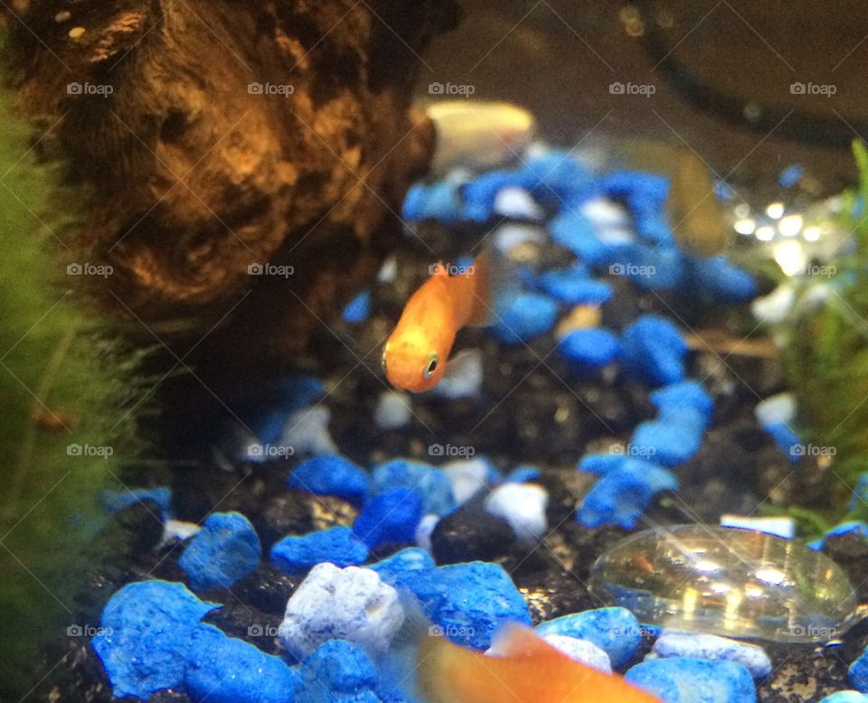 Orange platy in a fish aquarium closeup