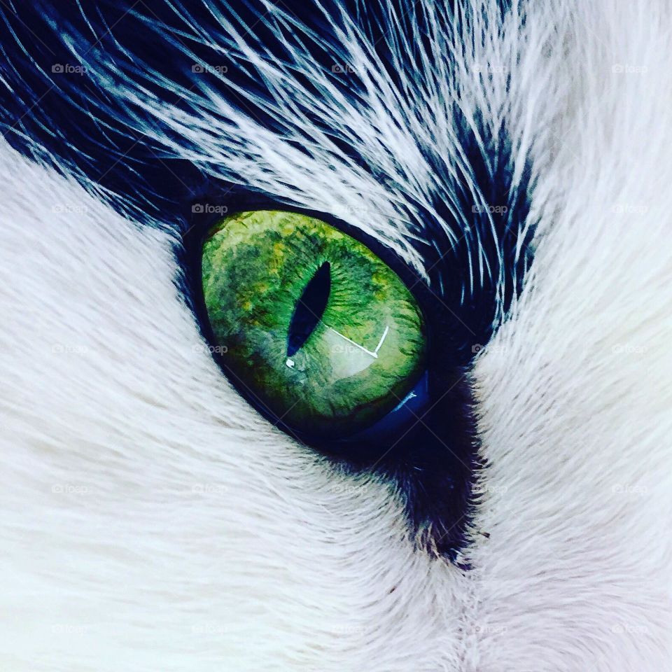 Cat's eye