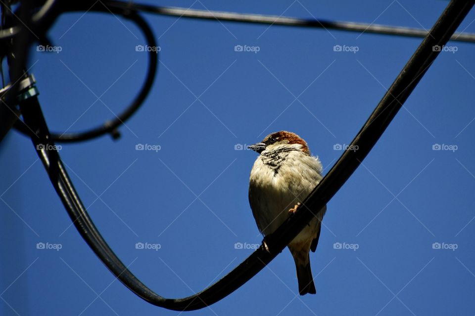 House Sparrow sitting on a wire