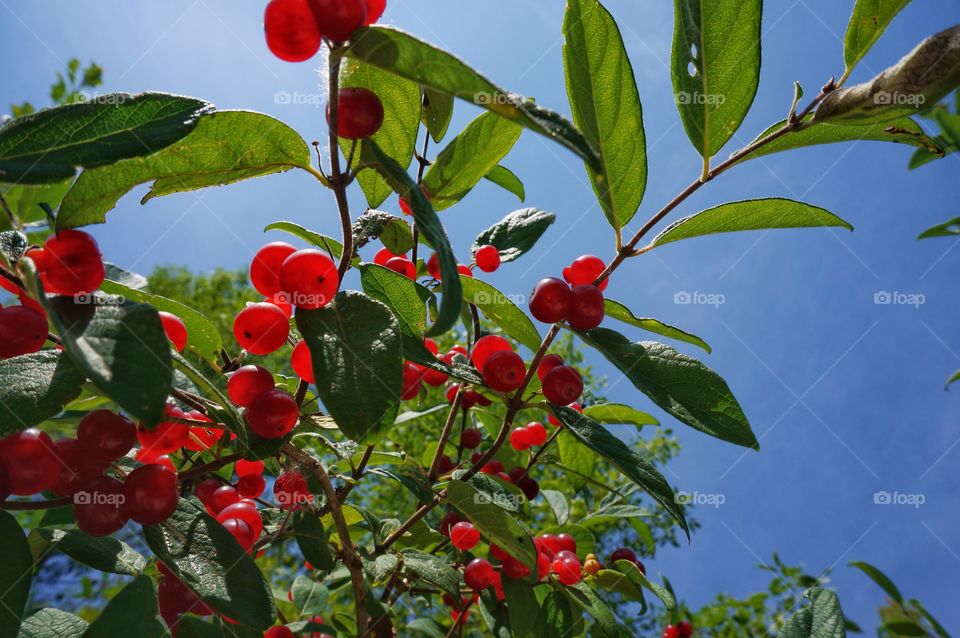 Red currant