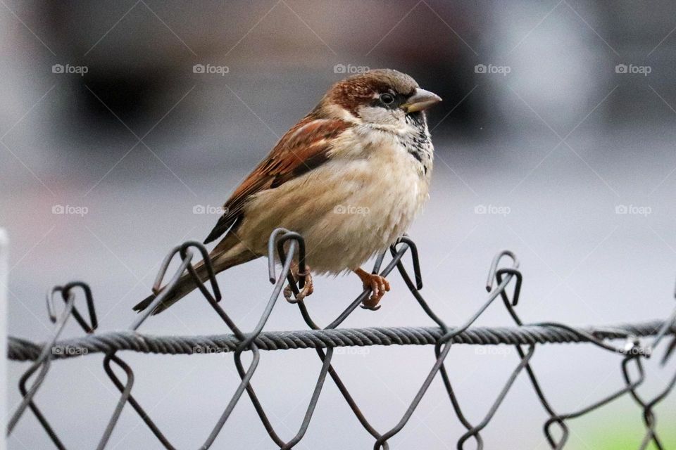 A sparrow on a wire fence