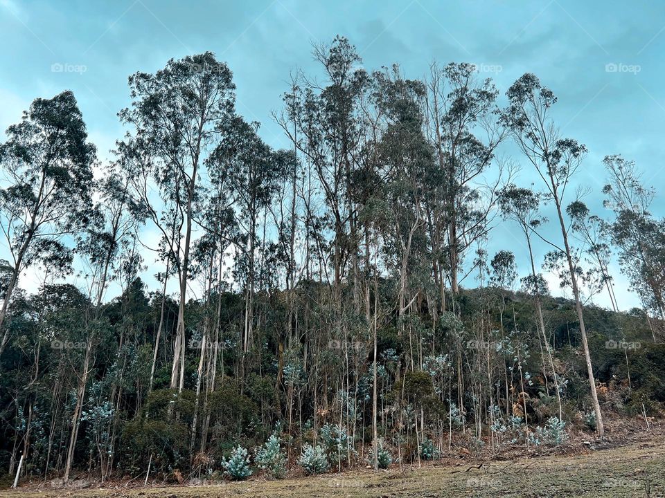 Paisaje lindo  de árboles 