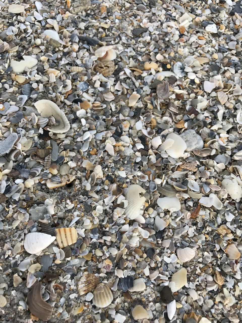 So many shells