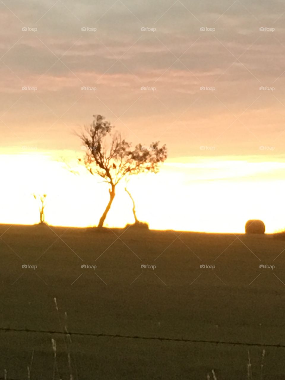 Interesting looking trees backlit by sunset outdoors in the countryside