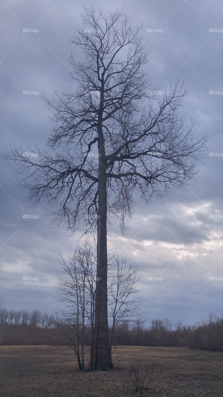 a lone tall tree on howell island