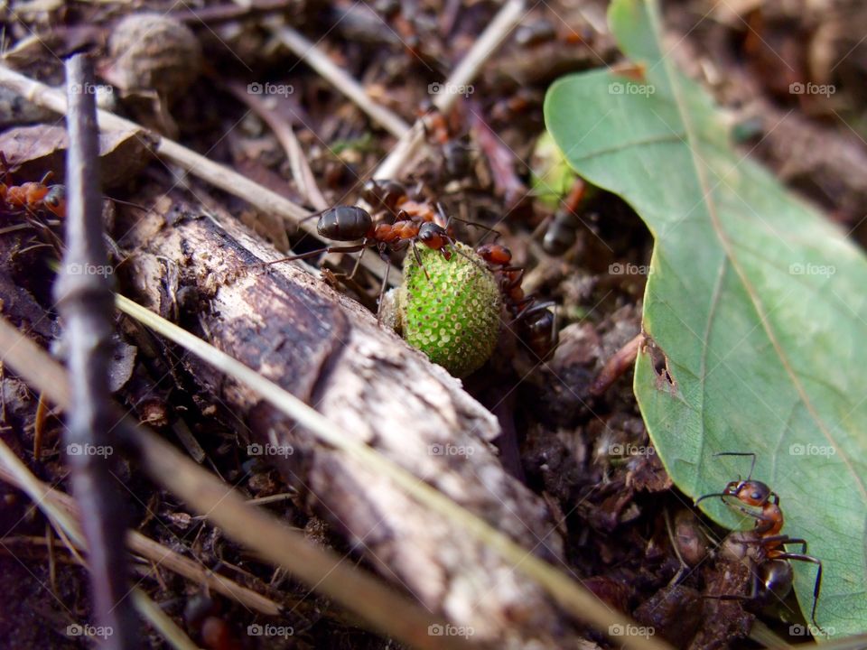 There is an ant hill close to my house.  The weather has been nice so the ants have been very busy and active. I noticed that many ants makes an interesting sound.