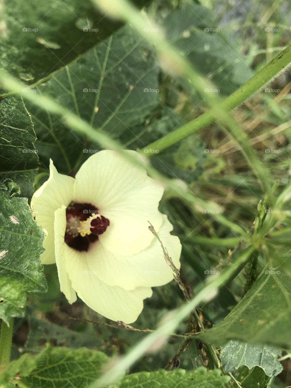 Plants around us, my garden (Countryside )