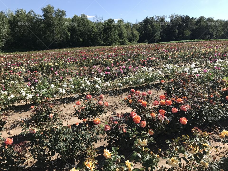 Rose farm outside Woodstock