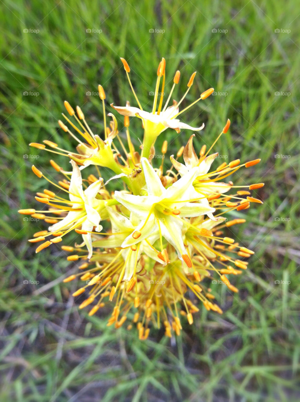 Nature, No Person, Flora, Flower, Grass