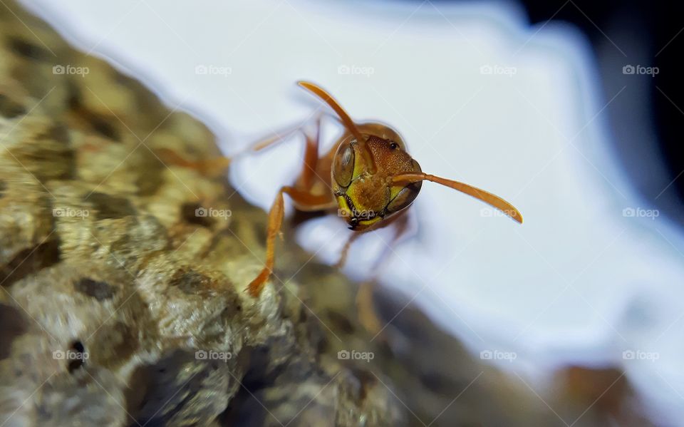 POTTER WASP