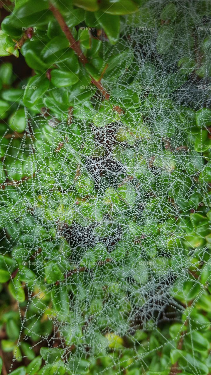 Beautiful spiderweb in the forest