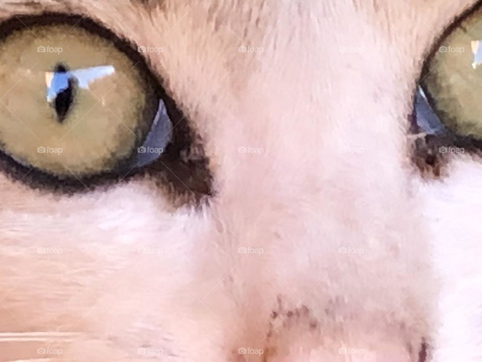 Beautiful cat’s eyes